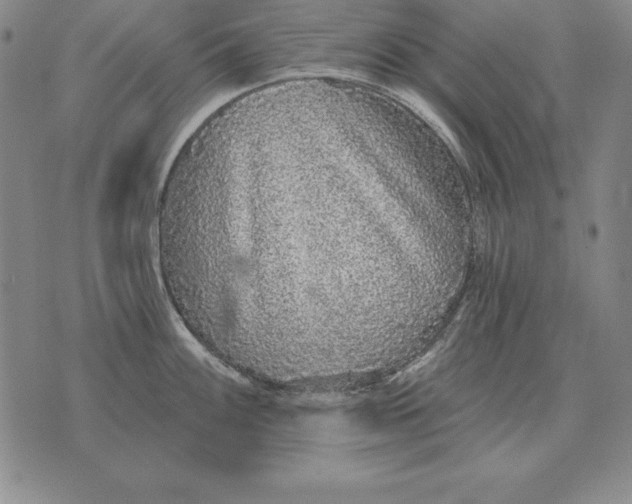 X0000076081100200610152246