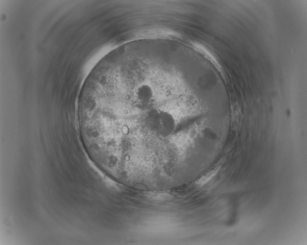 X0000076081103200610152246