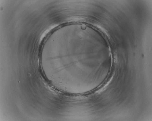 X0000076081117200610152246