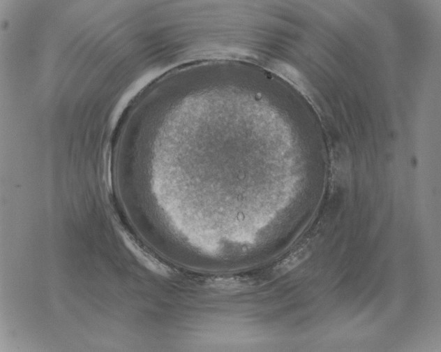 X0000076081128200610152246