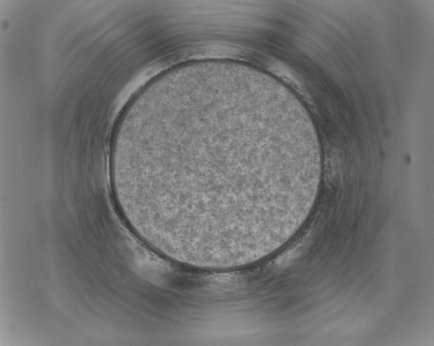 X0000076081130200610152246