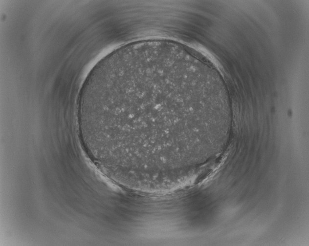 X0000076081142200610152246