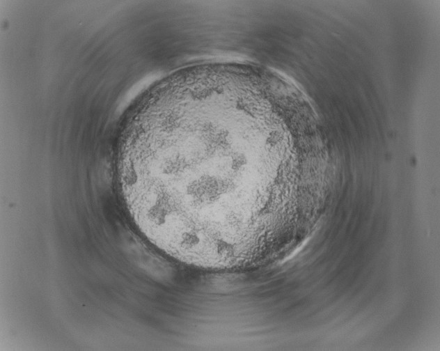 X0000076081163200610152245