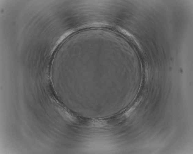 X0000076081170200610152245