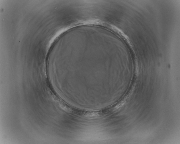 X0000076081174200610152245