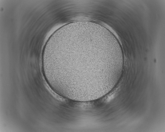 X0000076081195200610152245