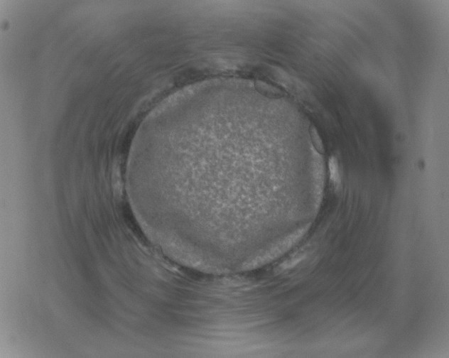 X0000076081203200610152244