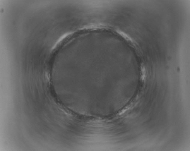 X0000076081206200610152244