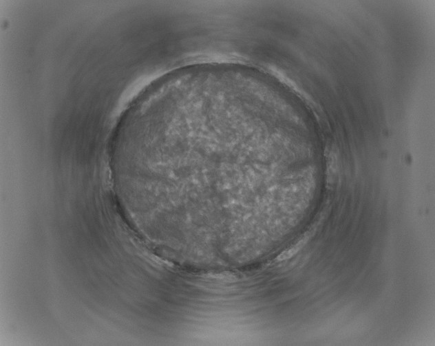 X0000076081215200610152244