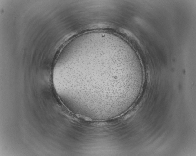 X0000076081217200610152244