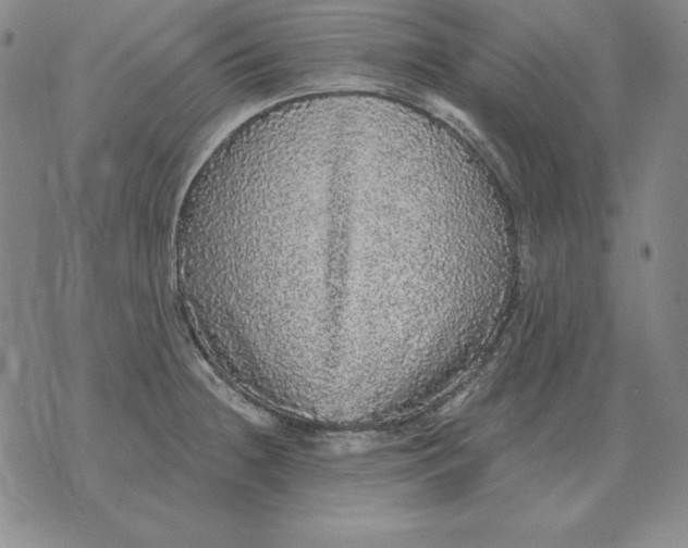 X0000076081236200610152244