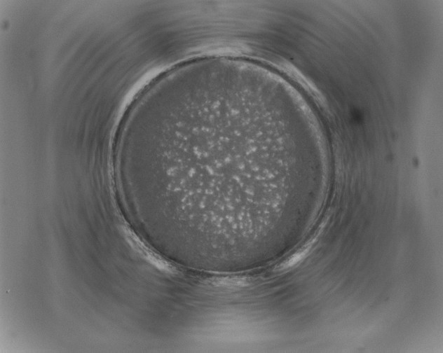 X0000076081240200610152245