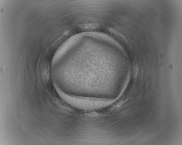 X0000076081250200610152244