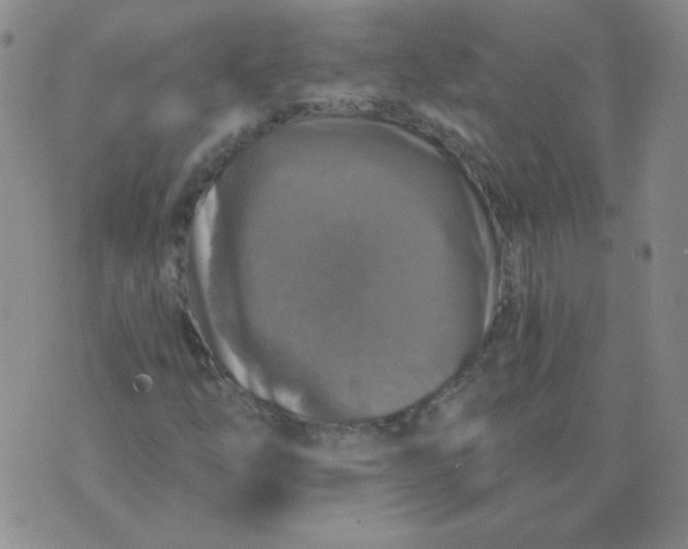 X0000076081254200610152244