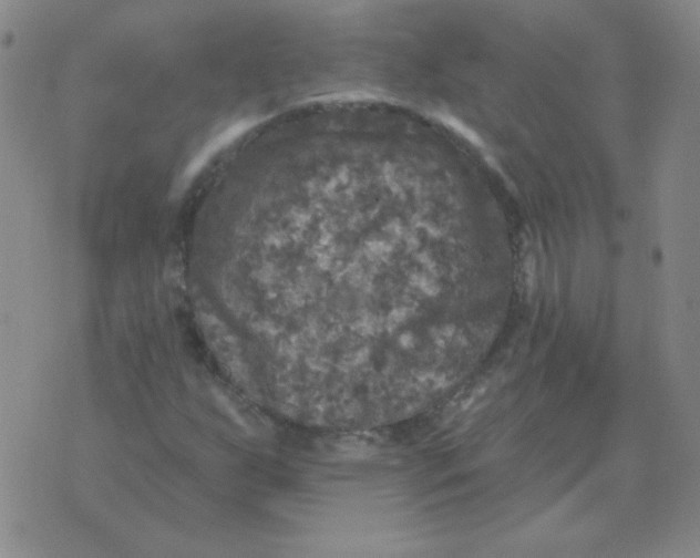 X0000076081255200610152244