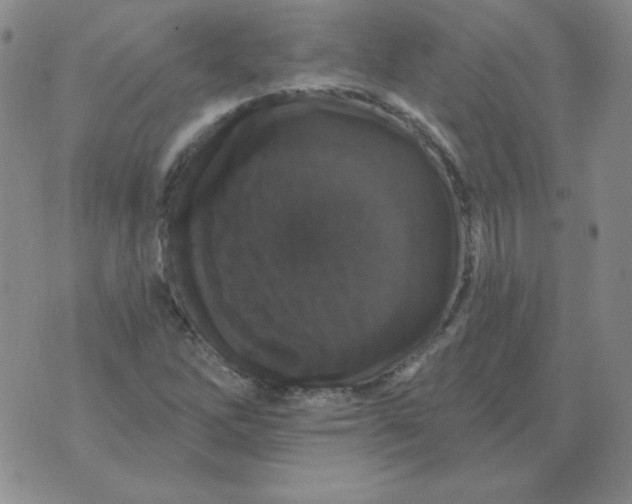 X0000076081262200610152244