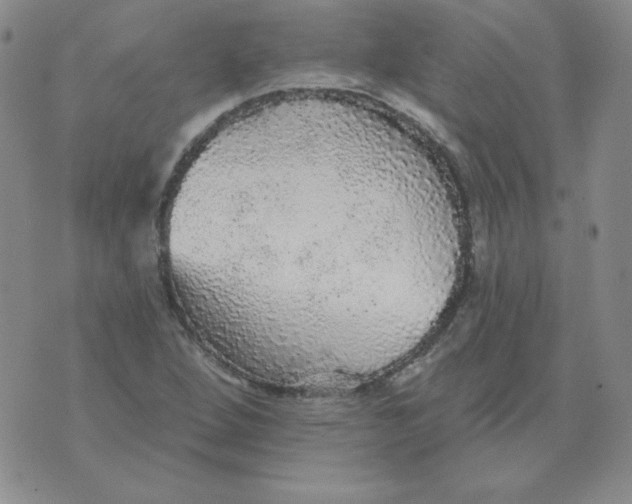 X0000076081264200610152244