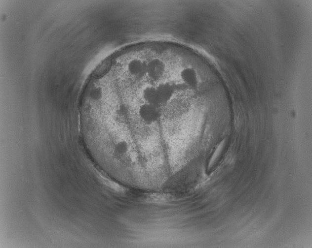 X0000076081271200610152244