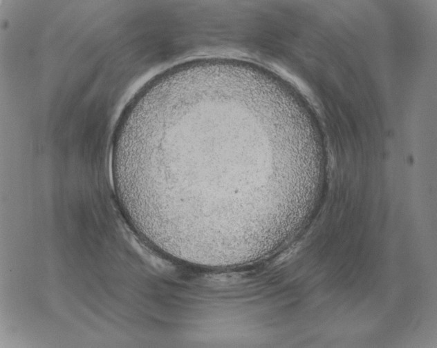 X0000076081272200610152244