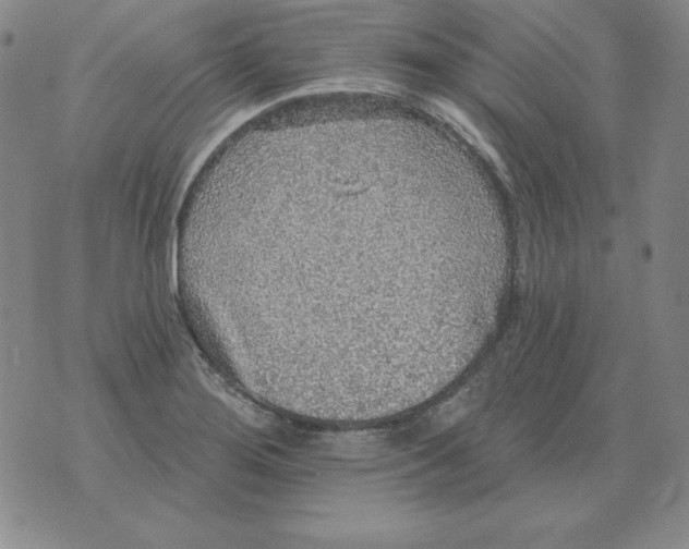 X0000076081276200610152243