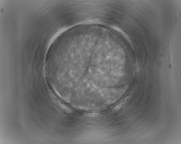 X0000076081278200610152243