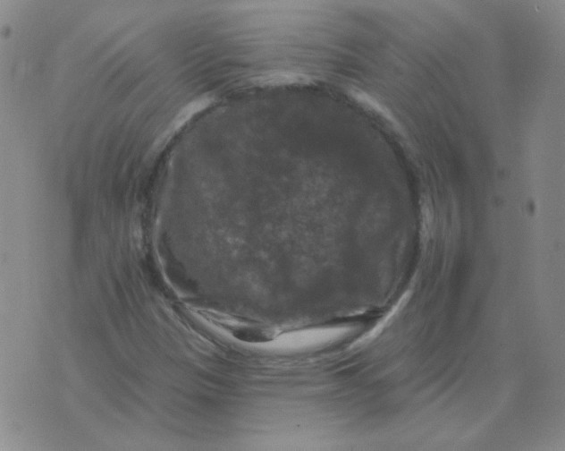 X0000076081305200610152242