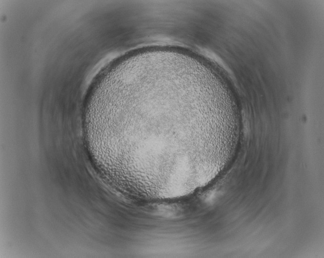 X0000076081318200610152243