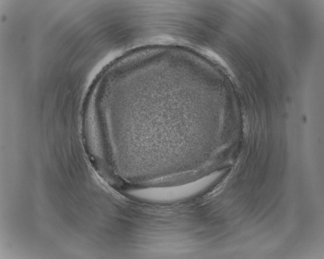 X0000076081326200610152243