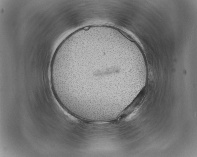 X0000076081343200610152243