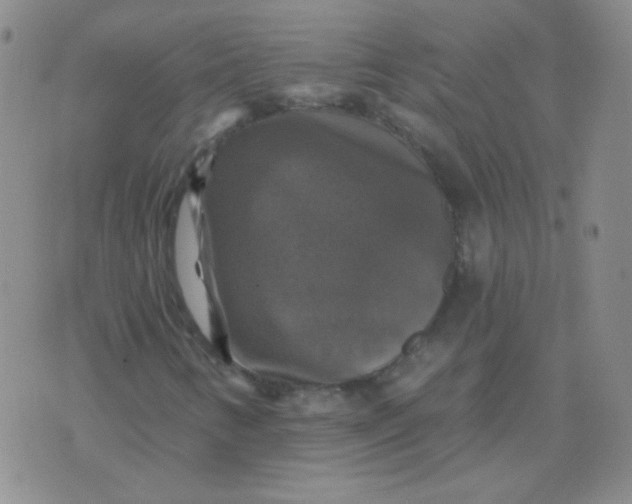 X0000076081346200610152242