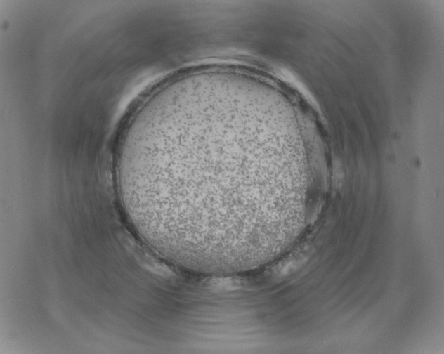 X0000076081360200610152242