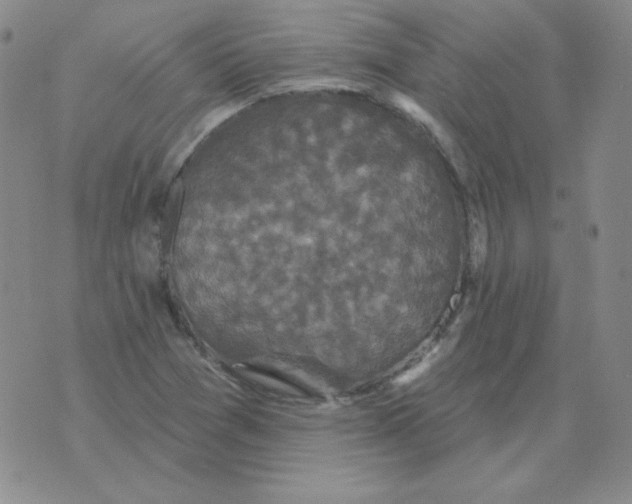 X0000076081361200610152242