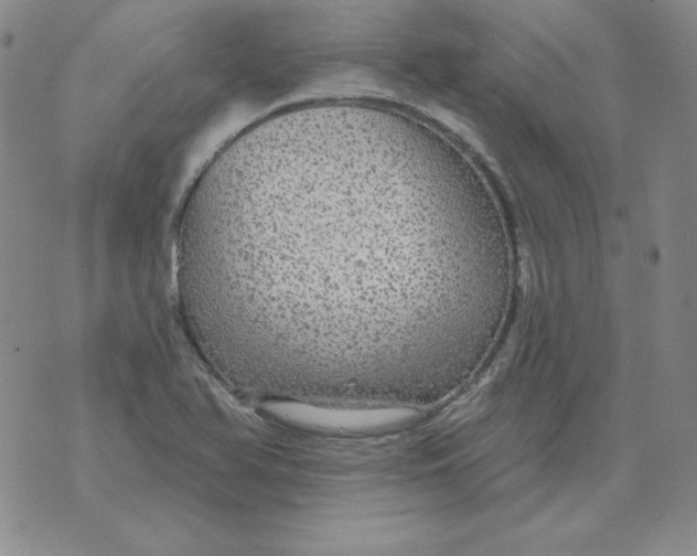 X0000076081366200610152242