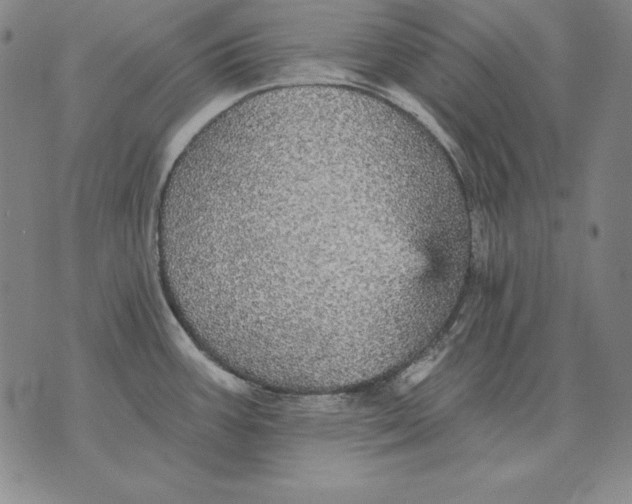 X0000076081387200610152242