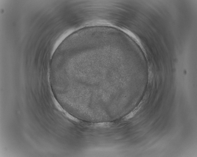 X0000076081390200610152242