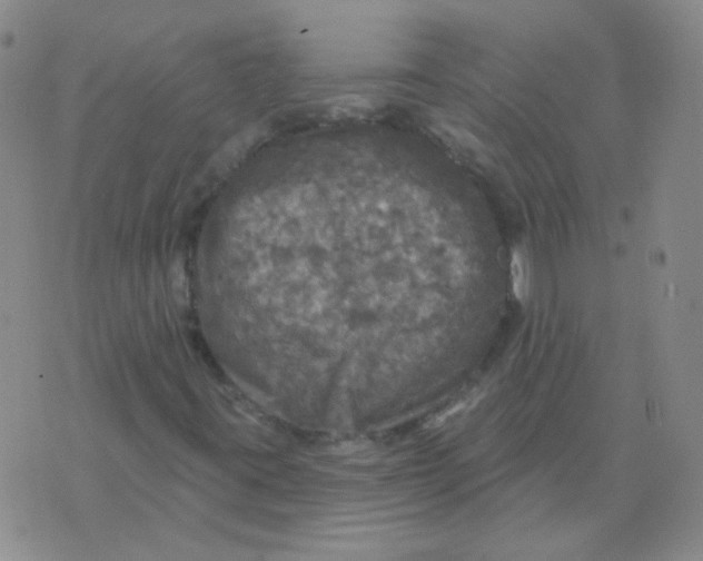 X0000076081395200610152241