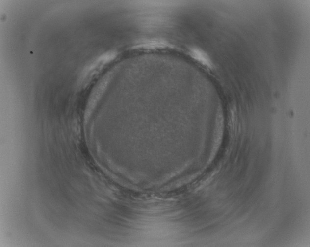 X0000076081398200610152241