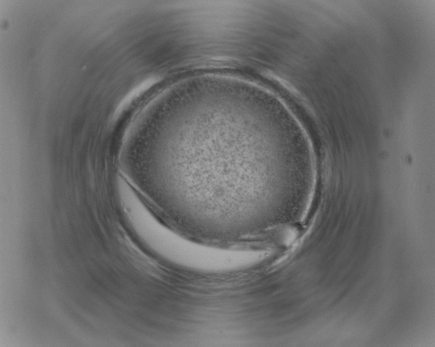 X0000076081402200610152241