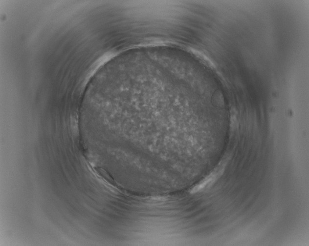 X0000076081409200610152241