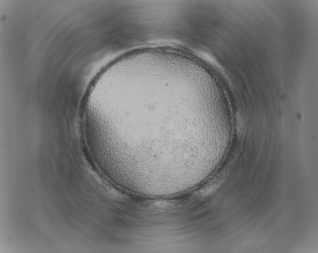 X0000076081412200610152241