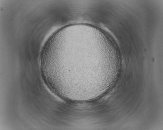 X0000076081416200610152241