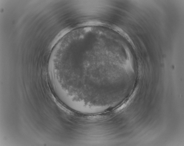 X0000076081425200610152241