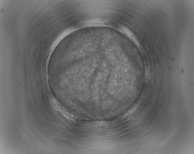 X0000076081435200610152241