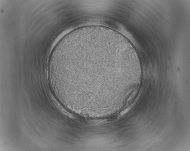 X0000076081436200610152241