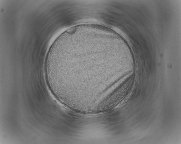 X0000076081440200610152242