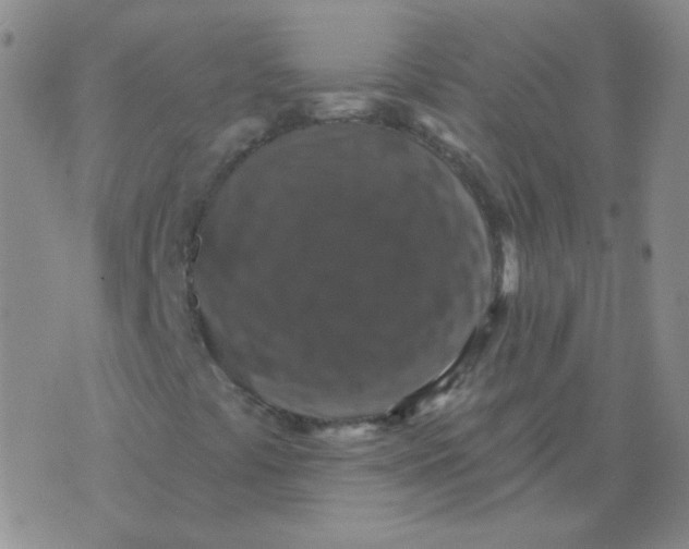 X0000076081441200610152241