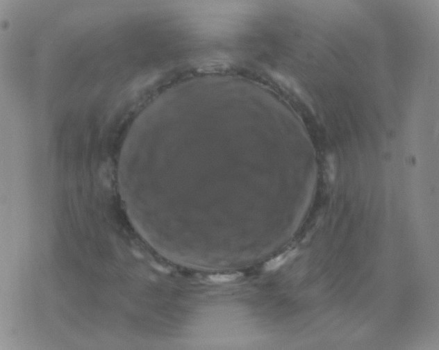 X0000076081445200610152241