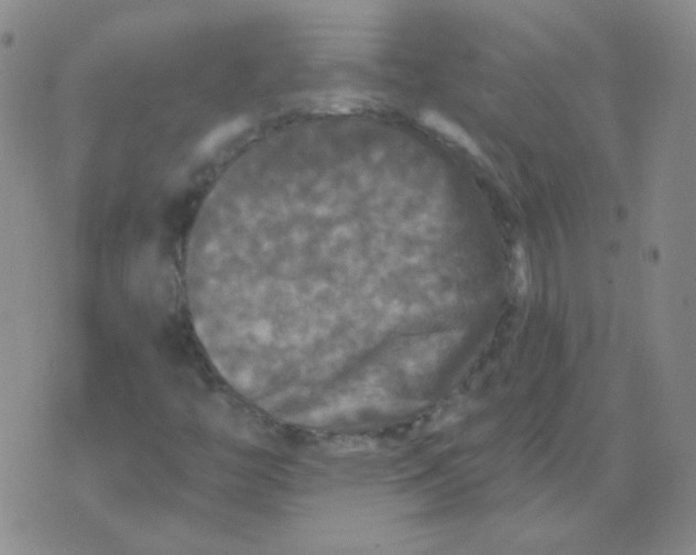 X0000076081446200610152241