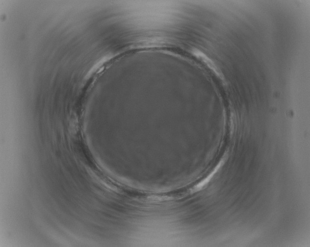 X0000076081449200610152241