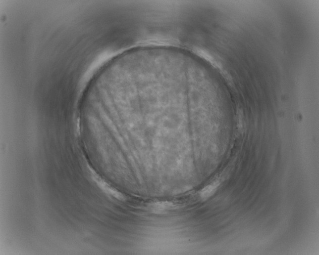 X0000076081462200610152240